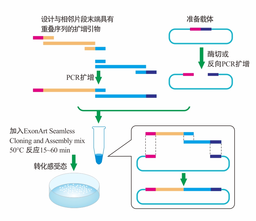 ExonArt Seamless Cloning and Assembly Kit--说明书.jpg